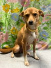 Ladybug - Lovely Pup!