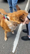 Olive - I'll Love You Furever