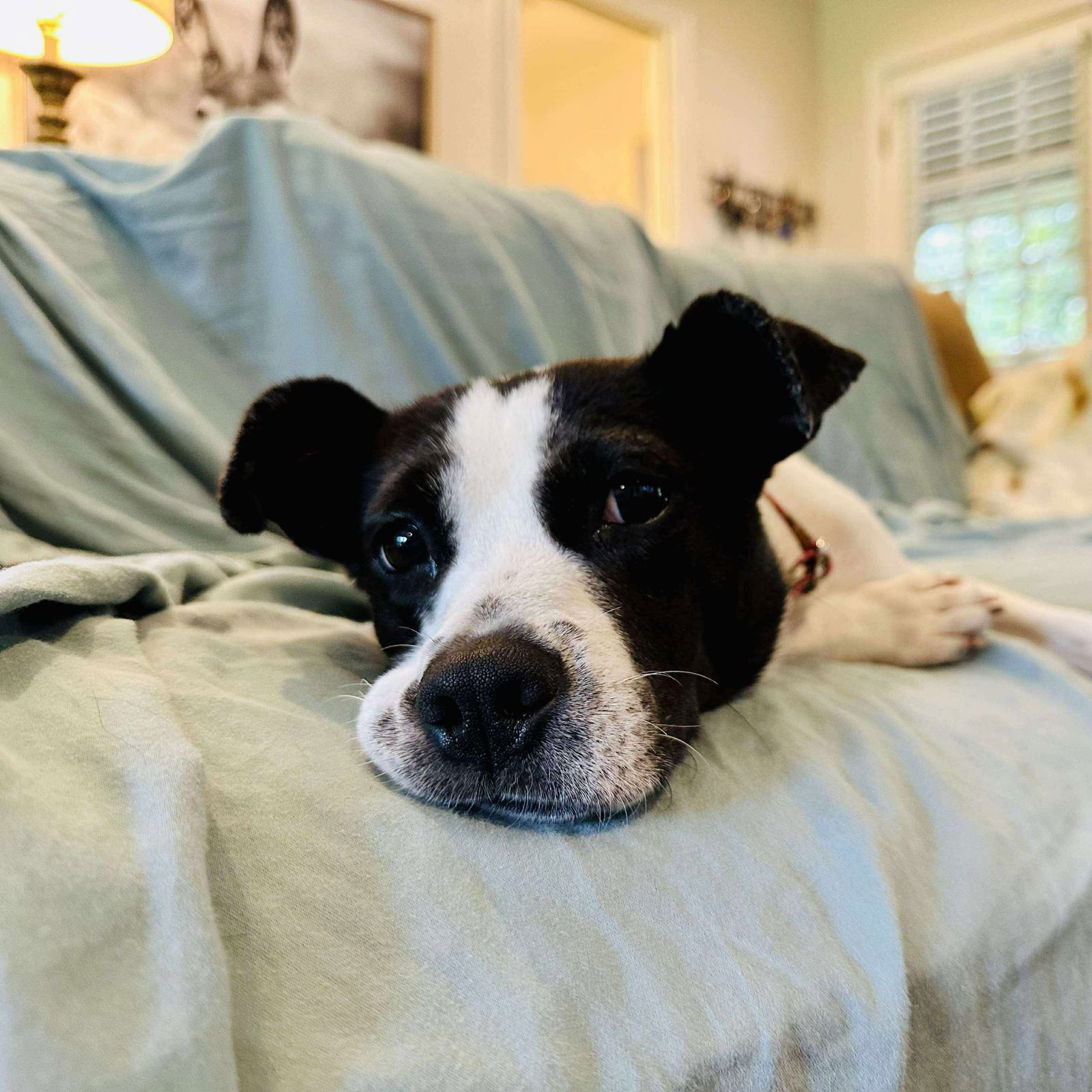 adoptable Dog in Oakhurst, NJ named Caroline - Sweet Caroline!
