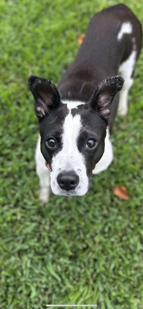 adoptable Dog in Oakhurst, NJ named Caroline - Sweet Caroline!
