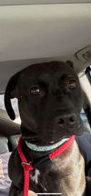 Hogan - Handsome Heart!