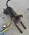 adoptable Dog in  named Hogan - Handsome Heart!