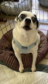 Bandit (white) - Beautiful Buddy!