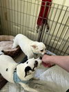 Bandit (white) - Beautiful Buddy!