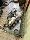 Bandit (white) - Beautiful Buddy!