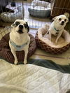 Bandit (white) - Beautiful Buddy!