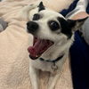 Bandit - Adoption Pending!