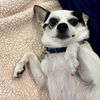 Bandit - Adoption Pending!