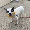 Bandit (white) - Beautiful Buddy!