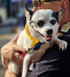 Bandit - Adoption Pending!