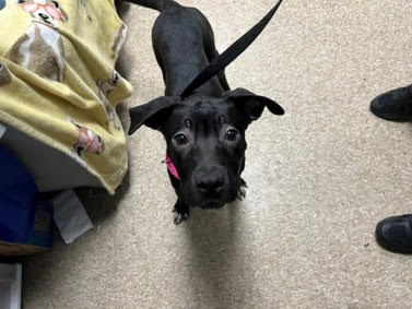 Maggie - Magnificent Cutie!