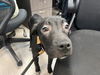 Maggie - Magnificent Cutie!