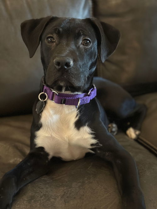 Maggie - Magnificent Cutie!
