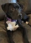 Maggie - Magnificent Cutie!