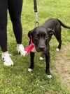 Maggie - Magnificent Cutie!