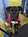 Maggie - Magnificent Cutie!