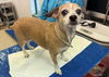 Lucy - Nice Little Lady!
