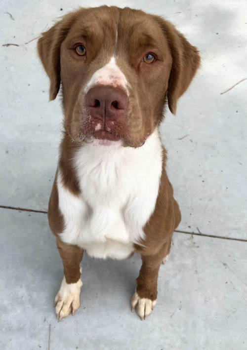 Gabe - Great Boy!