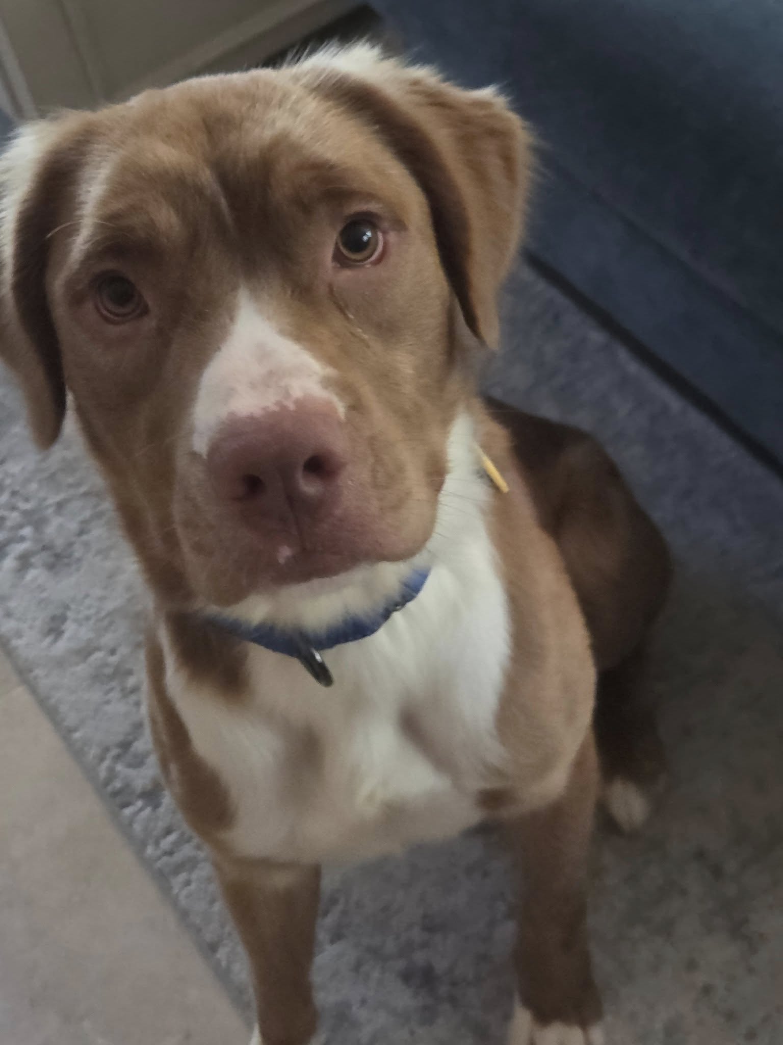 adoptable Dog in Oakhurst, NJ named Gabe - Great Boy!