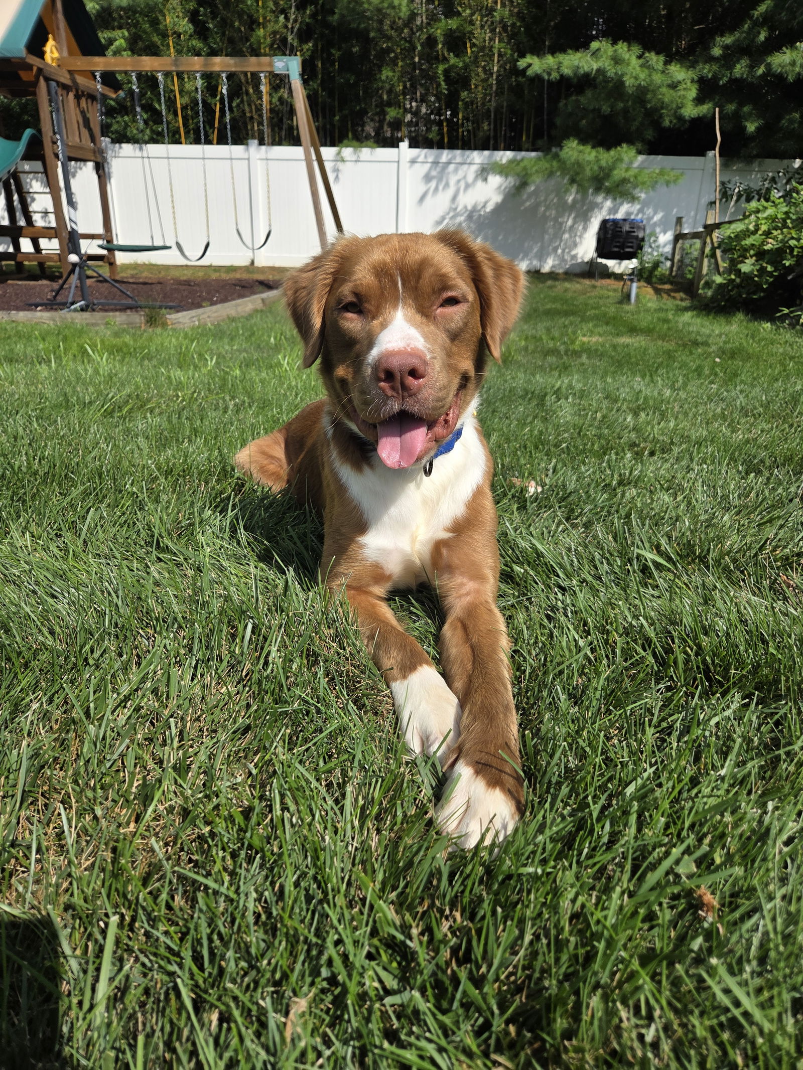 adoptable Dog in Oakhurst, NJ named Gabe - Great Boy!