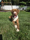 Gabe - Great Boy!