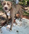 Lucy (pit mix) - Loving Pup!