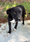 Boo - Beautiful Pup!!