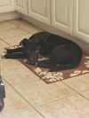 Boo - Beautiful Pup!!