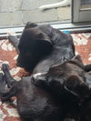 Boo - Beautiful Pup!!
