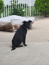 Boo - Beautiful Pup!!