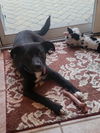 Boo - Beautiful Pup!!