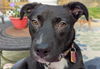 Boo - Beautiful Pup!!