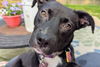 Boo - Beautiful Pup!!