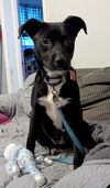 Boo - Beautiful Pup!!