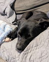 Boo - Beautiful Pup!!