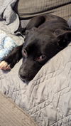 Boo - Beautiful Pup!!