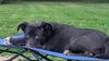 Boo - Beautiful Pup!!