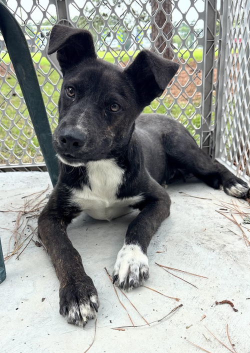 Hershey - Super Sweet Fella!