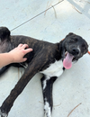 Hershey - Super Sweet Fella!