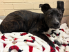 Hershey - Super Sweet Fella!