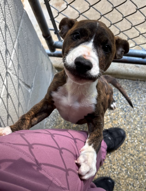 Nix - Nice Pup!