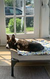 Nix - Nice Pup!