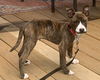 Nix - Nice Pup!