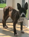 Nix - Nice Pup!
