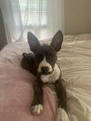Nix - Nice Pup!