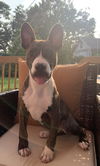 Nix - Nice Pup!
