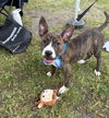 Nix - Nice Pup!