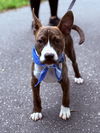 Nix - Nice Pup!