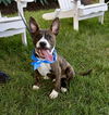 Nix - Nice Pup!