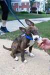 Nix - Nice Pup!